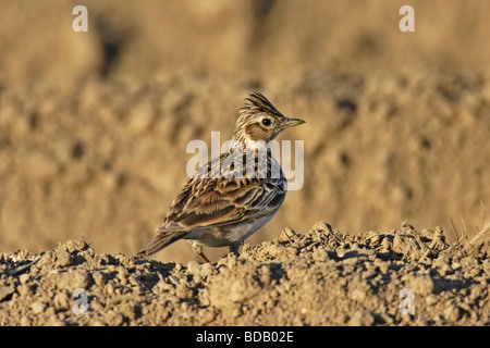 Feldlerche Skylark (Alauda arvensis) Banque D'Images