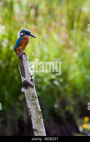 - Kingfisher Alcedo atthis Banque D'Images