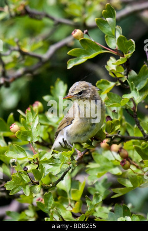 - Willow warbler Phylloscopus trochilus Banque D'Images