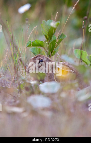 - Lièvre brun Lepus europaeus Banque D'Images