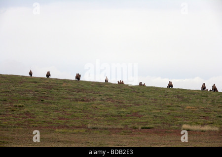 Troupeau de deux bosses de chameaux (Camelus bactrianus) à l'horizon, au nord de la Mongolie centrale Banque D'Images