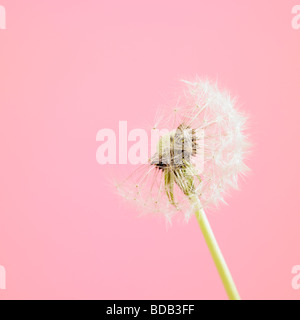 Horloge à moitié soufflée de pissenlit (Taraxacum officinale ) - horloge de pissenlit (Taraxacum officinale) - sur fond rose de studio - flore douce de souhait encore la vie Banque D'Images