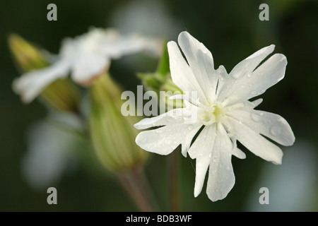 White Campion, Silene latifolia in early morning light avec gouttes de rosée. Banque D'Images