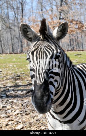 Portrait of African zebra Banque D'Images