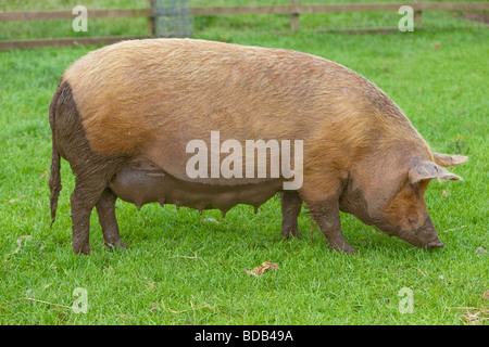 Race Tamworth sow pig Banque D'Images