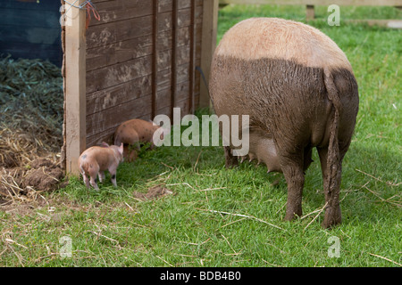 Race Tamworth cochon truie avec porcelets Banque D'Images