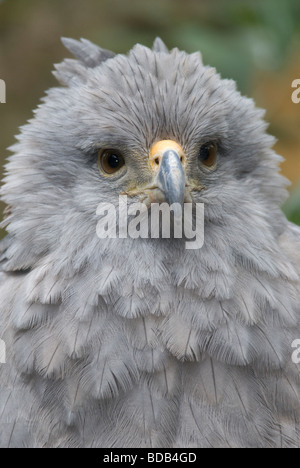 Aigle solitaire couronné (Harpyhaliaetus coronatus) Banque D'Images