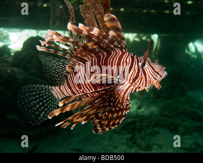 Sulawesi Indonésie Parc National de Wakatobi sous-marines des récifs coralliens poisson lion Pterois volitans firefish rouge Banque D'Images