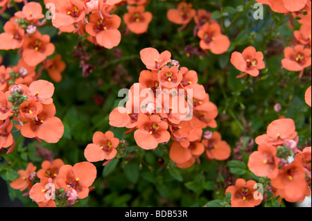 Diascia 'Pumpkin'. Arrière semi avec une masse de petites fleurs orange. Banque D'Images