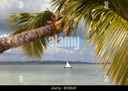 Sulawesi Indonésie Parc National de Wakatobi Hoga Island Bateau de pêcheurs ci-dessous palm tree Banque D'Images