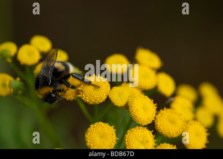 Bumblebee monter sur une tanaisie jaune la récolte du miel Banque D'Images