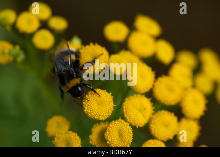 Bumblebee monter sur une tanaisie jaune la récolte du miel Banque D'Images