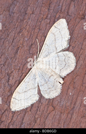 Vague blanc commun papillon aux ailes propagation assis sur un morceau de bois Banque D'Images