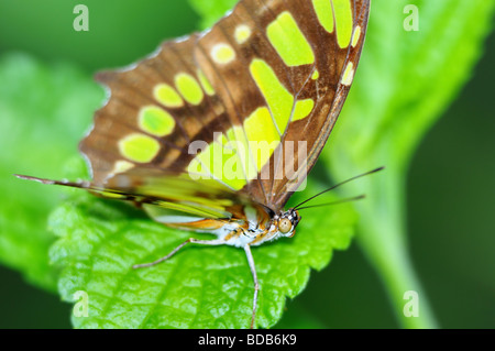 Un papillon Malachite (Siproeta stelenes biplagiata) détend sur une feuille d'un vert vif. Banque D'Images