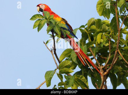 Un ara rouge (Ara macao) se détend dans un parcours dans la région de Carara, Costa Rica. Banque D'Images