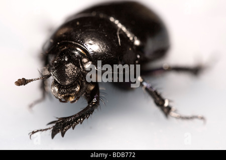 Plan Macro sur hanneton européen (Scarabaeoidea) Anoplotrupes stercorosus (coléoptère) du genre Geotrupidae Banque D'Images