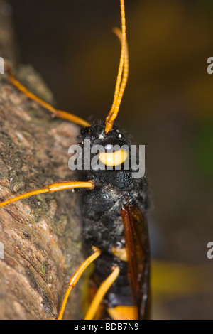 Portrait d'une femme Macro Magyar ou bois géant Wasp (Urocerus gigas) Banque D'Images