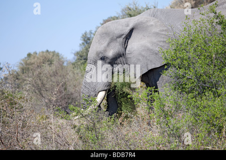 Le feuillage de l'alimentation de l'Eléphant d'Afrique en l'enfonçant dans sa bouche avec sa trompe. Banque D'Images