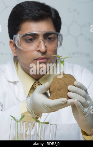 L'examen scientifique d'une plante Banque D'Images