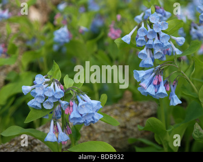 Virginia Bluebells (Mertensia virginica) avec leurs belles fleurs roses et bleu clair Banque D'Images