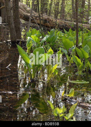 Un printemps avec étang vernal (Lysichiton Symplocarpus foetidus) poussant dans le marais. Banque D'Images