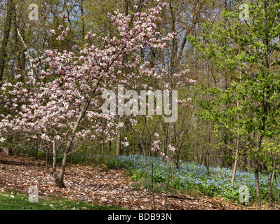 Magnolia rose fleurit avec Virginia Bluebells (Mertensia virginica) sur le sol de la forêt en arrière-plan. Banque D'Images