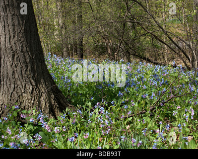 Virginia Bluebells (Mertensia virginica) avec leur beau tapis de fleurs bleu clair du sol de la forêt. Banque D'Images