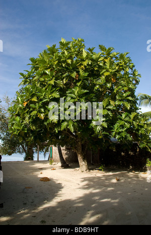 Arbre à pain, Manase Village, Savai'i Island, Western Samoa Banque D'Images