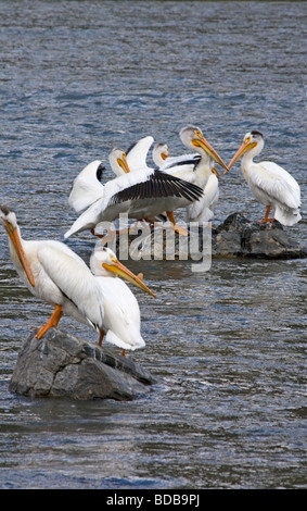 Pélicans blancs rivière Madison Montana USA Banque D'Images