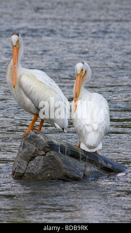Pélicans blancs rivière Madison Montana USA Banque D'Images