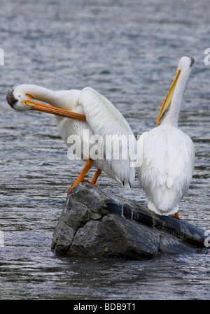 Pélicans blancs rivière Madison Montana USA Banque D'Images
