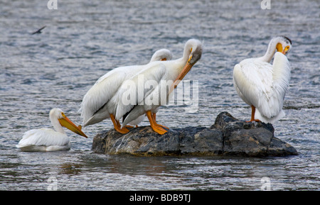 Pélicans blancs rivière Madison Montana USA Banque D'Images