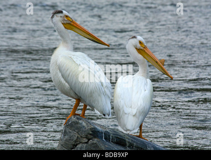 Pélicans blancs rivière Madison Montana USA Banque D'Images