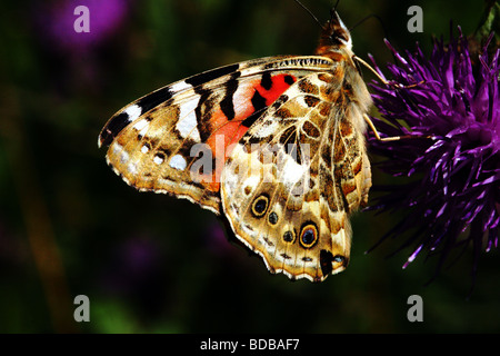 Papillon Belle Dame Vanessa cardui Famille Nymphalidae une espèces migrantes Royaume-uni Macro 1:1 Banque D'Images
