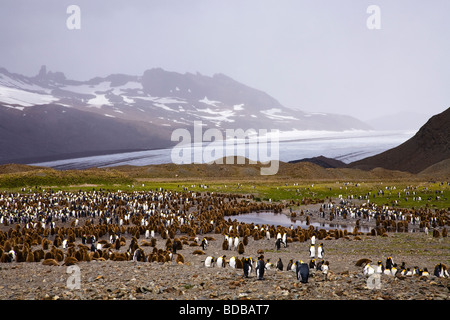 Manchot royal Aptenodytes patagonicus colonie avec montagnes et glaciers Fortuna Bay Géorgie du Sud Antarctique Banque D'Images
