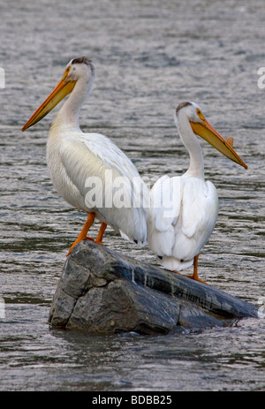 Pélicans blancs rivière Madison Montana USA Banque D'Images
