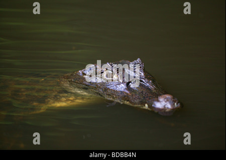 Caïman à lunettes, Caiman crocodilus, dans un lac, dans la forêt tropicale à Isla Bastimentos national park, province de Bocas del Toro, République du Panama. Banque D'Images