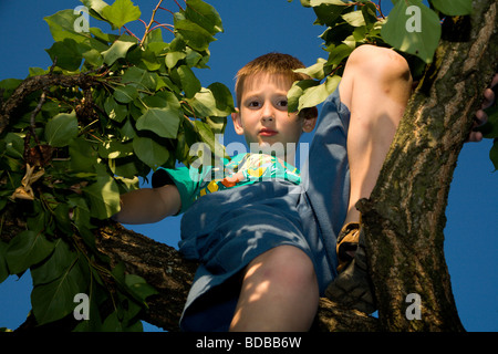 Garçon sur le fruit tree Banque D'Images