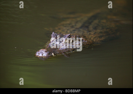 Caïman à lunettes, Caiman crocodilus, dans un lac, dans la forêt tropicale à Isla Bastimentos national park, province de Bocas del Toro, République du Panama. Banque D'Images