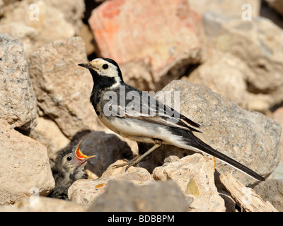 Pied Wagtail (Motacilla alba.) nourrir les poussins dans le nid dans le tas de pierre. Banque D'Images