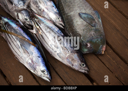 L'île de Sulawesi Indonésie Kaledupa Ambuea marché aux poissons local village thon et petits perroquets de c. à vendre Banque D'Images