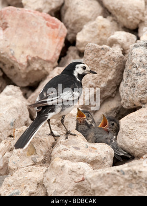 Pied Wagtail (Motacilla alba.) nourrir les poussins dans le nid dans le tas de pierre. Banque D'Images