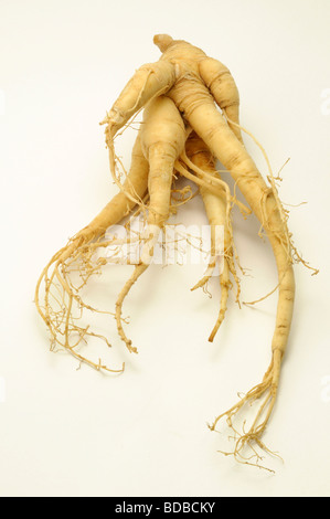 Le Ginseng (Panax ginseng). Racine, studio photo Banque D'Images