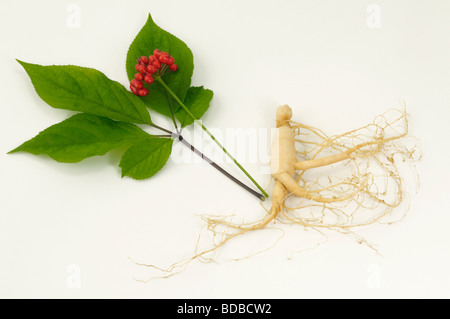 Le Ginseng (Panax ginseng). Arrangement de fruits, feuilles et de racines studio photo Banque D'Images