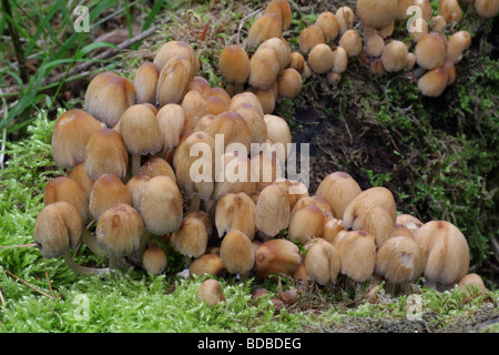 Coprinus micaceus - Inkcap scintillants Banque D'Images