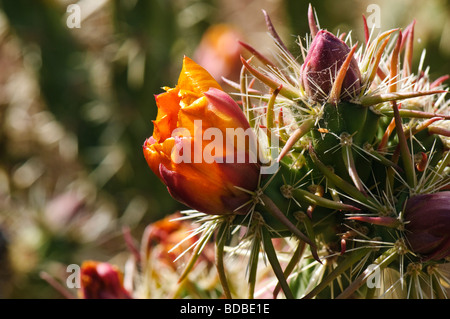 Close up de bourgeons et fleurs de cholla Banque D'Images