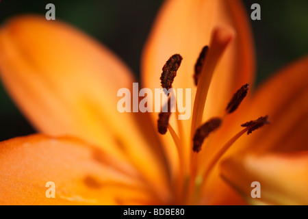 Image en gros plan d'un feu orange Lily. Banque D'Images