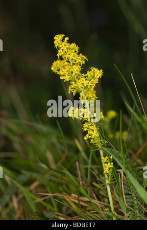 Lady's gratteron Galium verum Rubiaceae Flower Banque D'Images