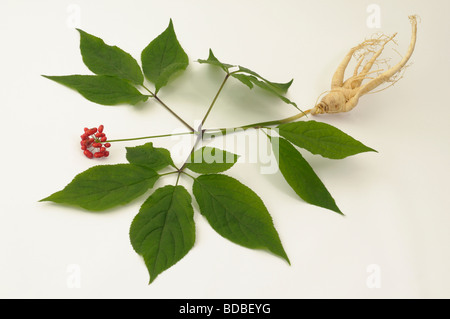 Le Ginseng (Panax ginseng). Toute la plante, studio photo Banque D'Images