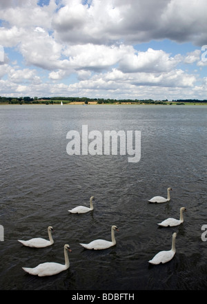 Mistley cygnes sur la rivière Stour, Essex, UK Banque D'Images